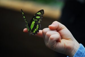 Butterfly on a kid's finger.