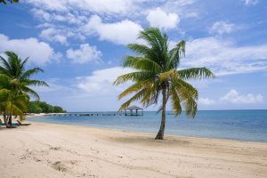 Palm trees on a sandy beach.