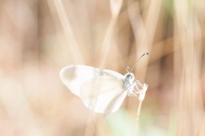 White moth on brown grass.