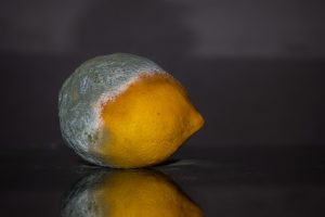 Moldy lemon as a sign that handling mold in your home requires more work