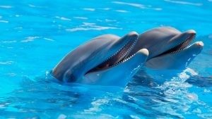 Dolphins, see these in Sea World Orlando one of the best theme parks in Orlando