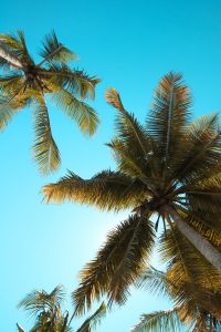 Things to do for fun in Bradenton FL- palm trees