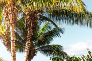 Challenges of living in Boynton Beach FL- palm trees