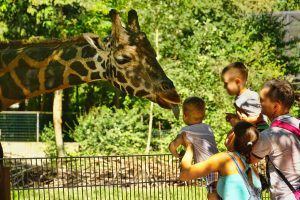 Mom and dad hold their two kids up so they can pet the giraffe at the zoo.
