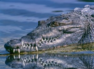 A close up photo of an alligator swimming in water; if you're moving your family to Orlando, you'll need to protect your back yard!