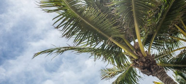 A palm in Florida, seen after hiring the best local movers Hialeah has. 