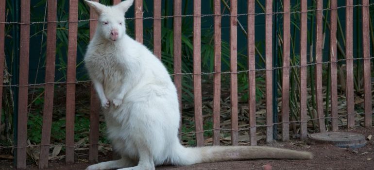 moving from Hialeah to Tampa will provide opportunities to visit the zoo and see this albino kangaroo